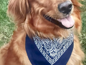 Harley’s Hounds: Finding Homes and Fostering Love