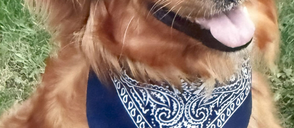 Harley’s Hounds: Finding Homes and Fostering Love
