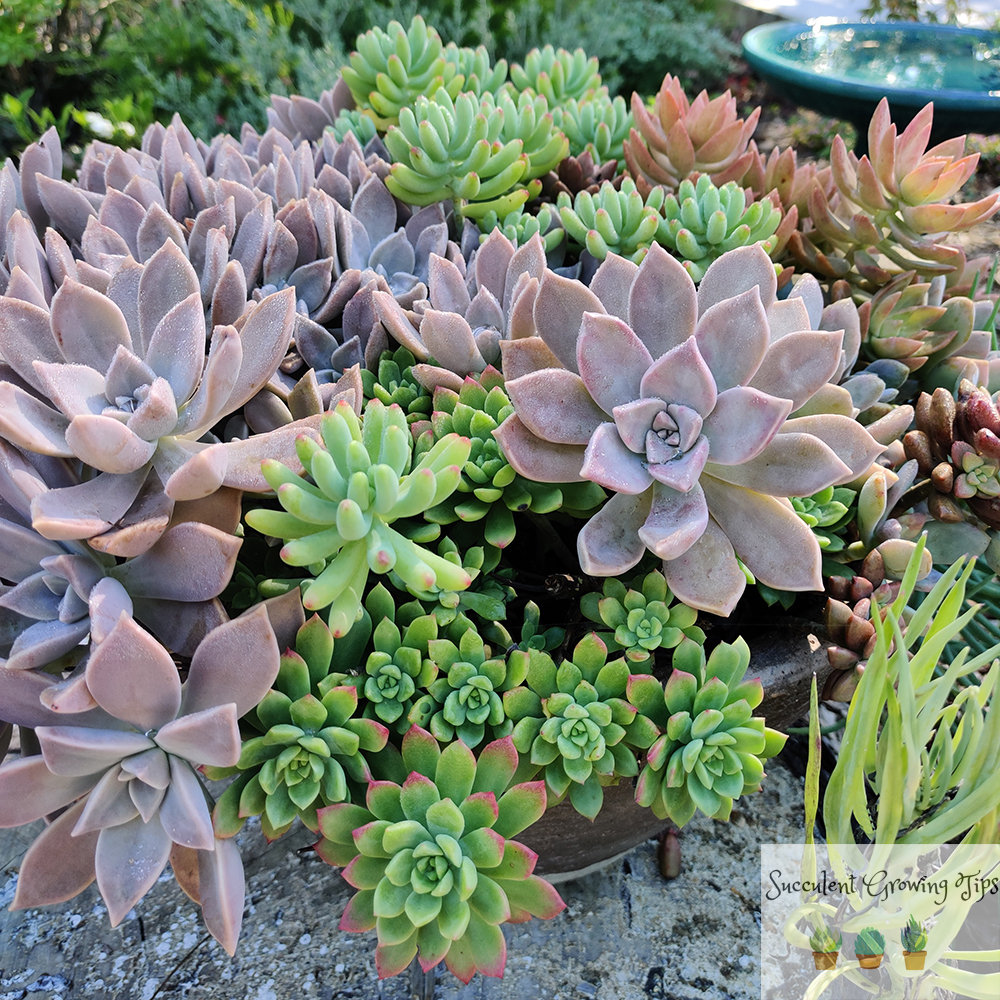 Can Succulents Grow Outdoors?