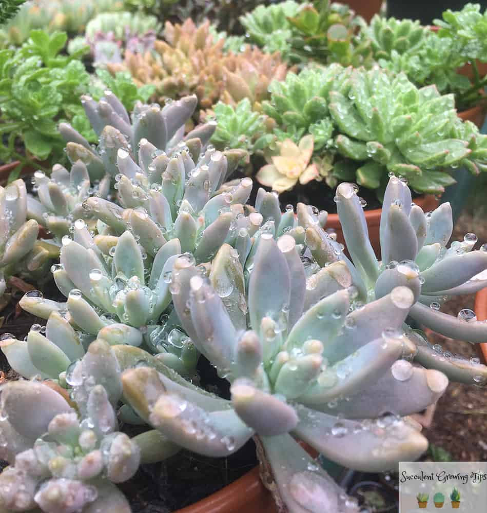 Can Water Kill Succulents?