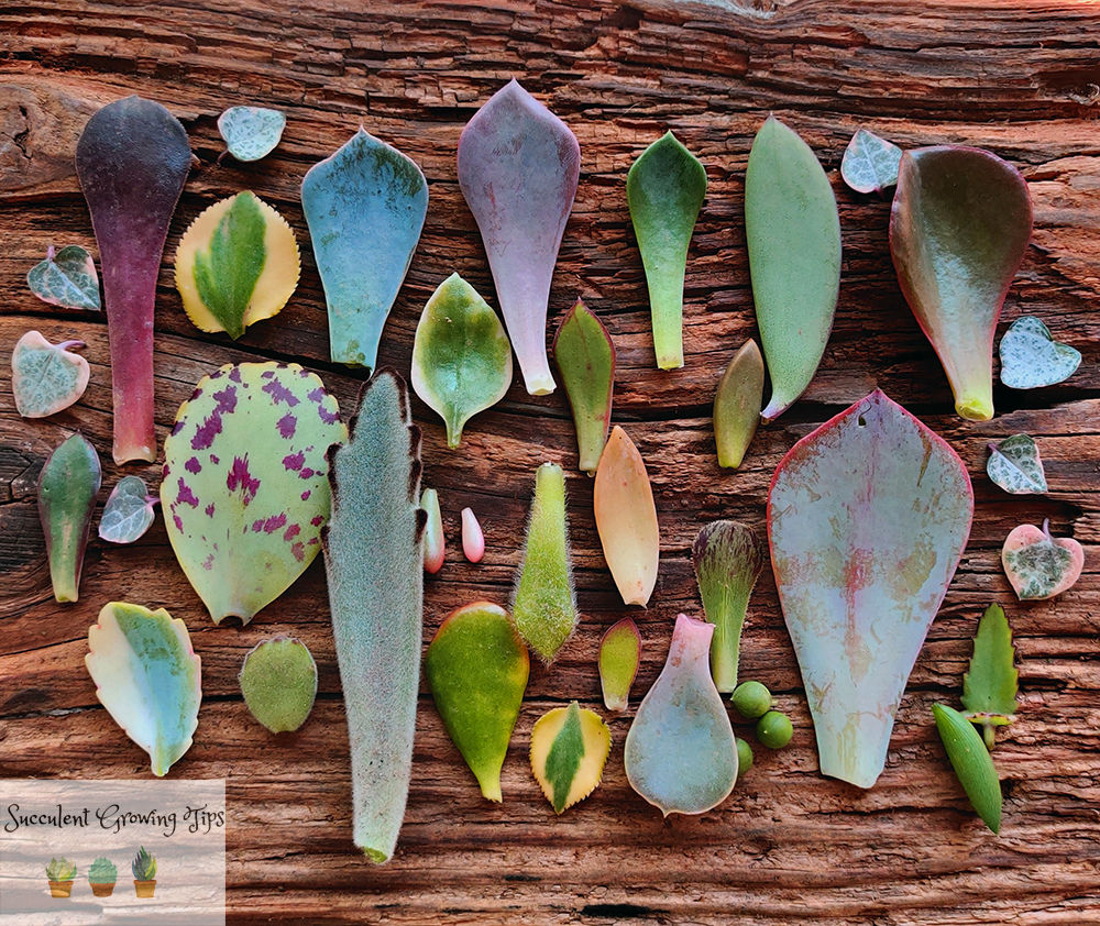 7 Reasons Why Succulent Leaves Fall Off