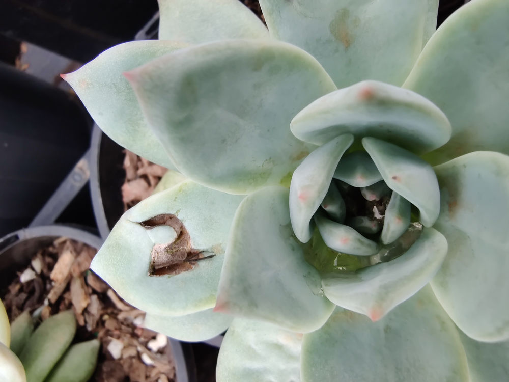 Brown Or Black Spots On Succulents 5 Reasons Why