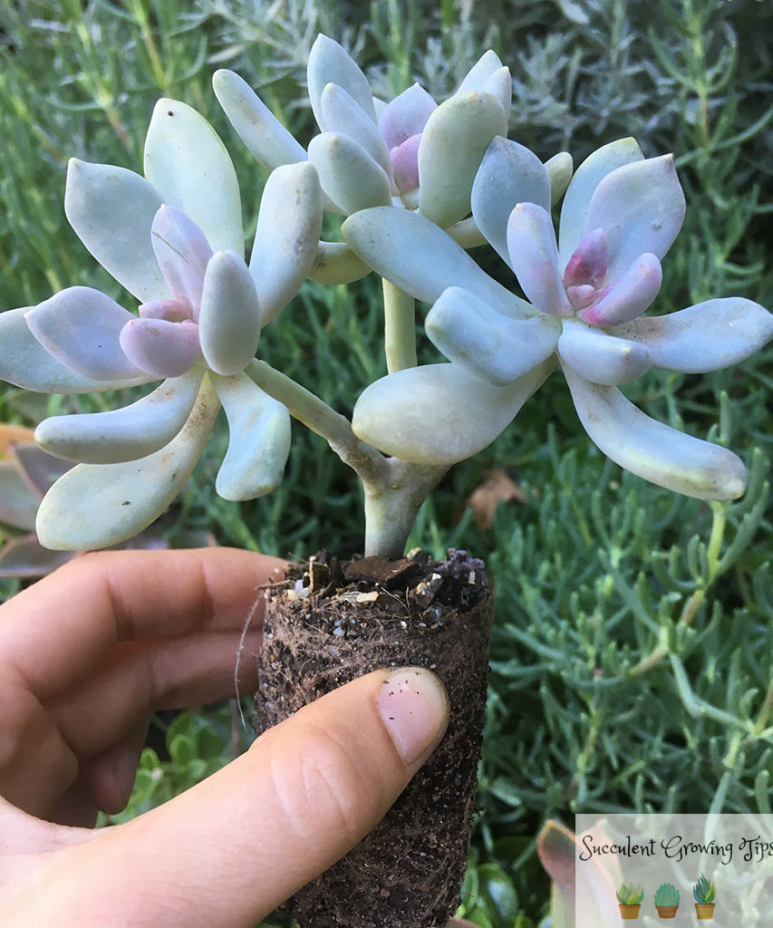 rootbound succulent