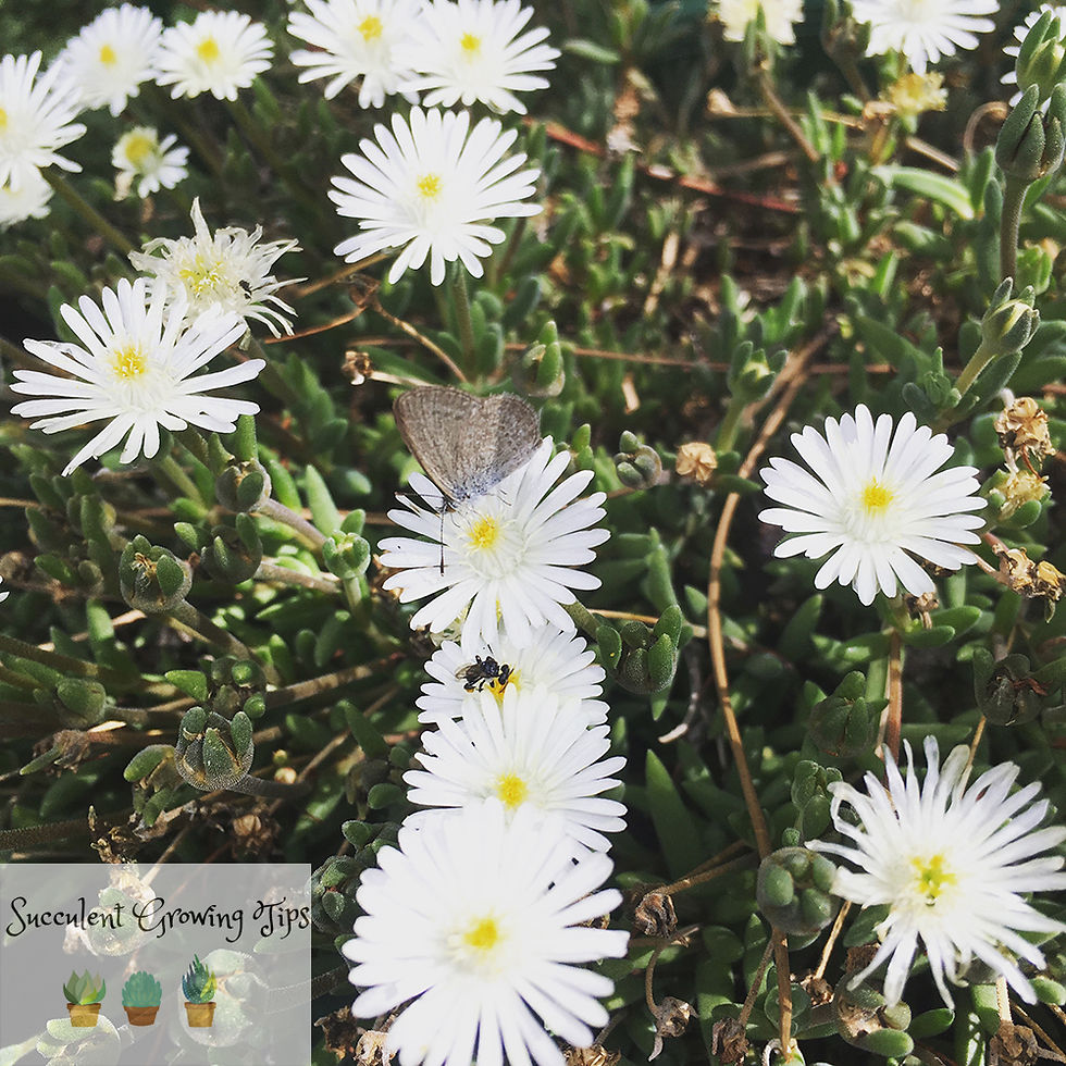 Delosperma Cooperi
