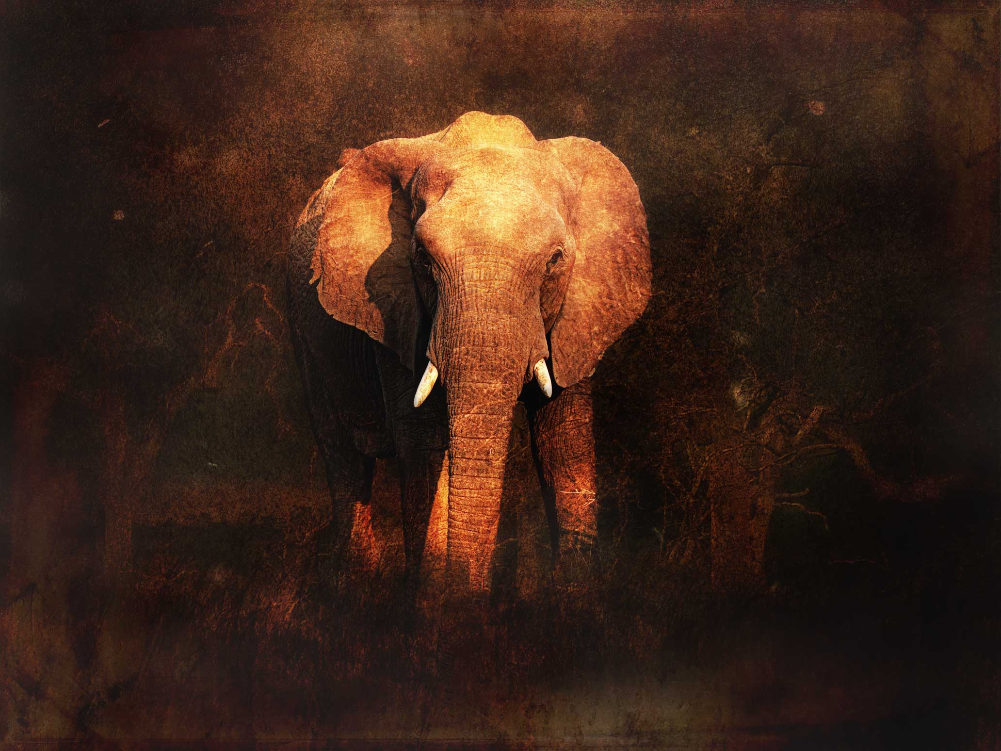 Young Man of the Savannah
