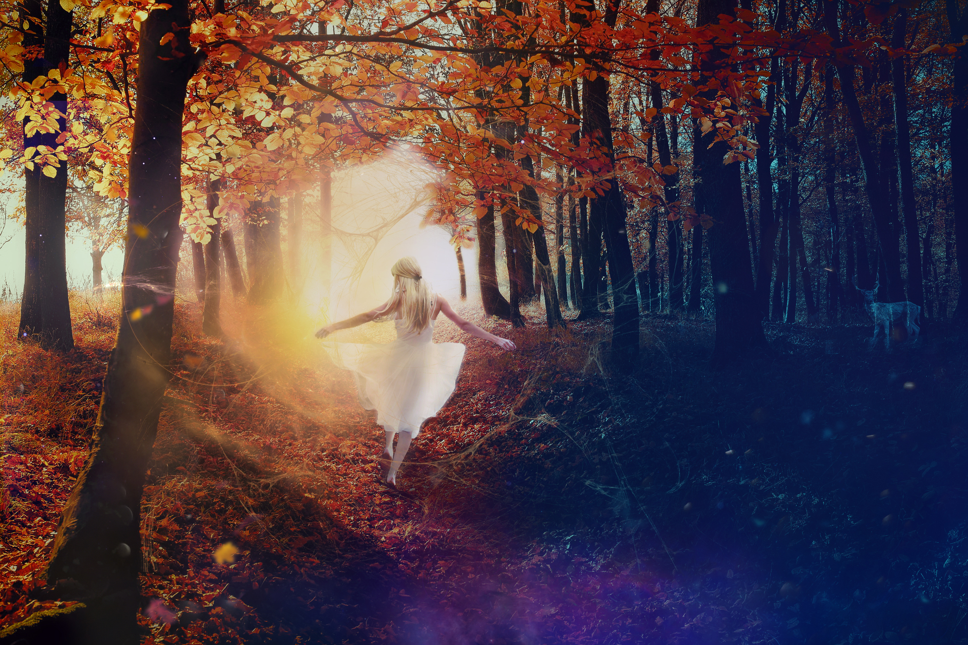 Light on the Forest Path