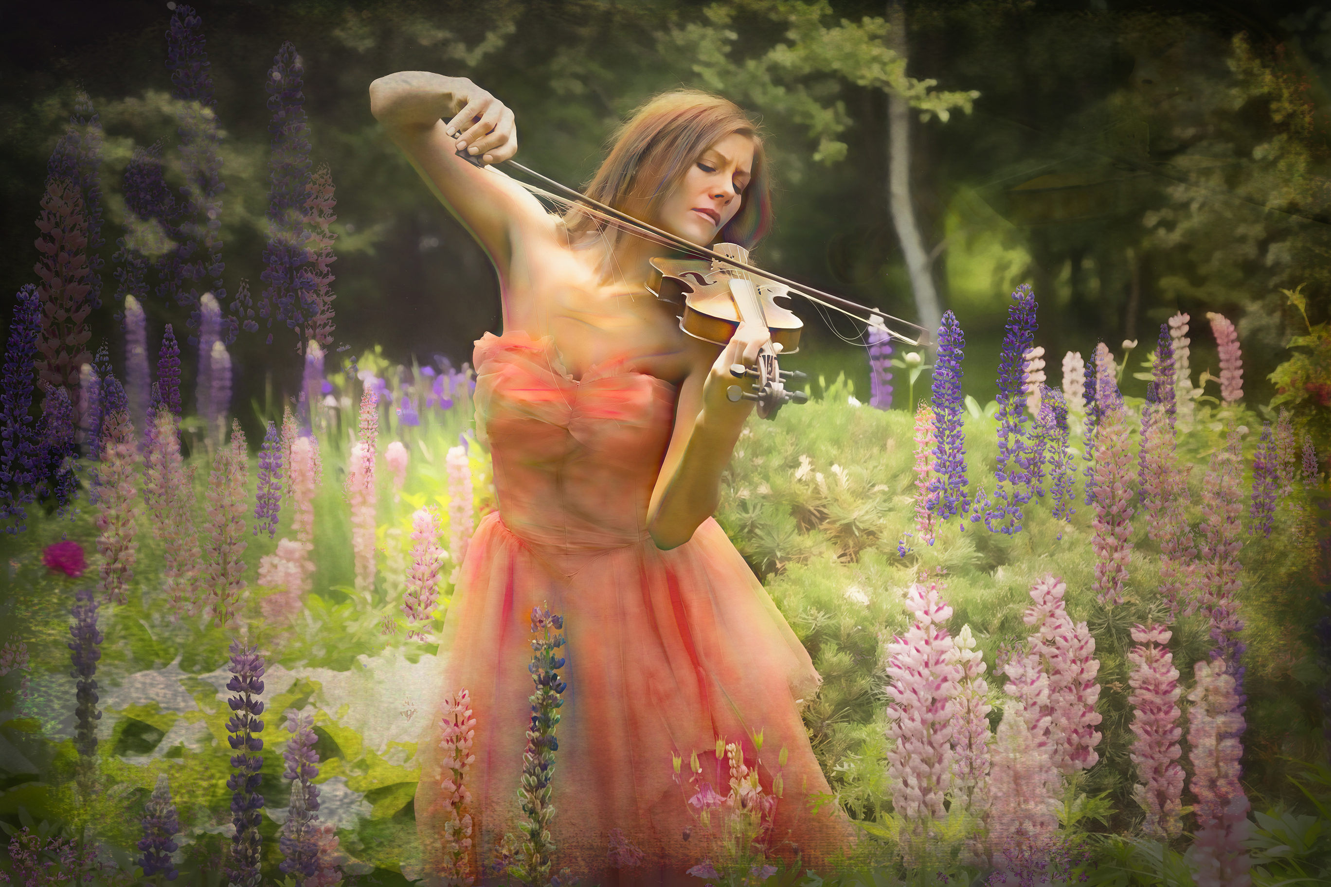 Serenade for Lupins