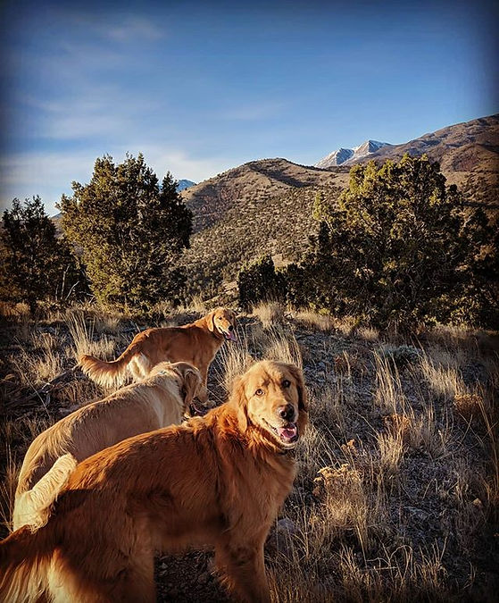 Don't forget to take your dog(s) on an adventure today!.jpg