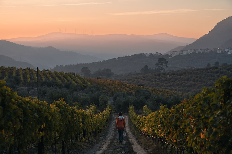 Travel Photography - JZeppelina - Sunrise In The Wineyards
