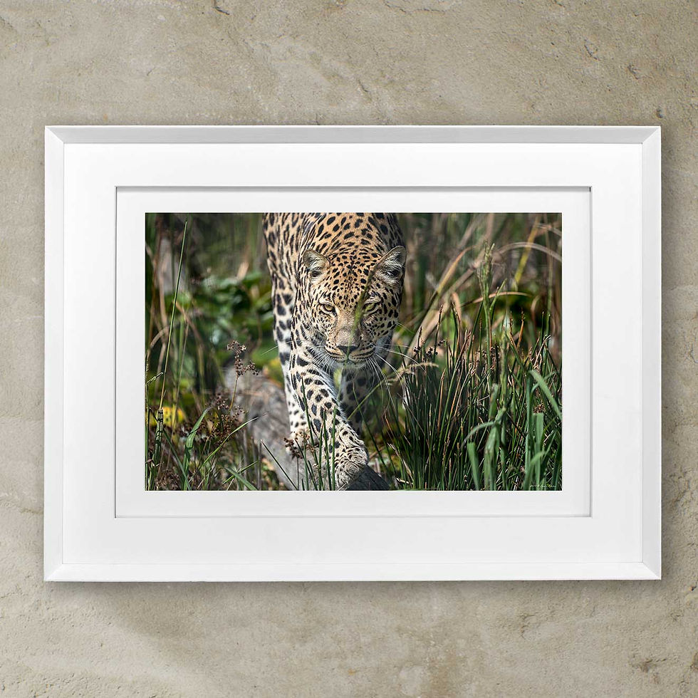 Thumbnail: 'Leopard 3'