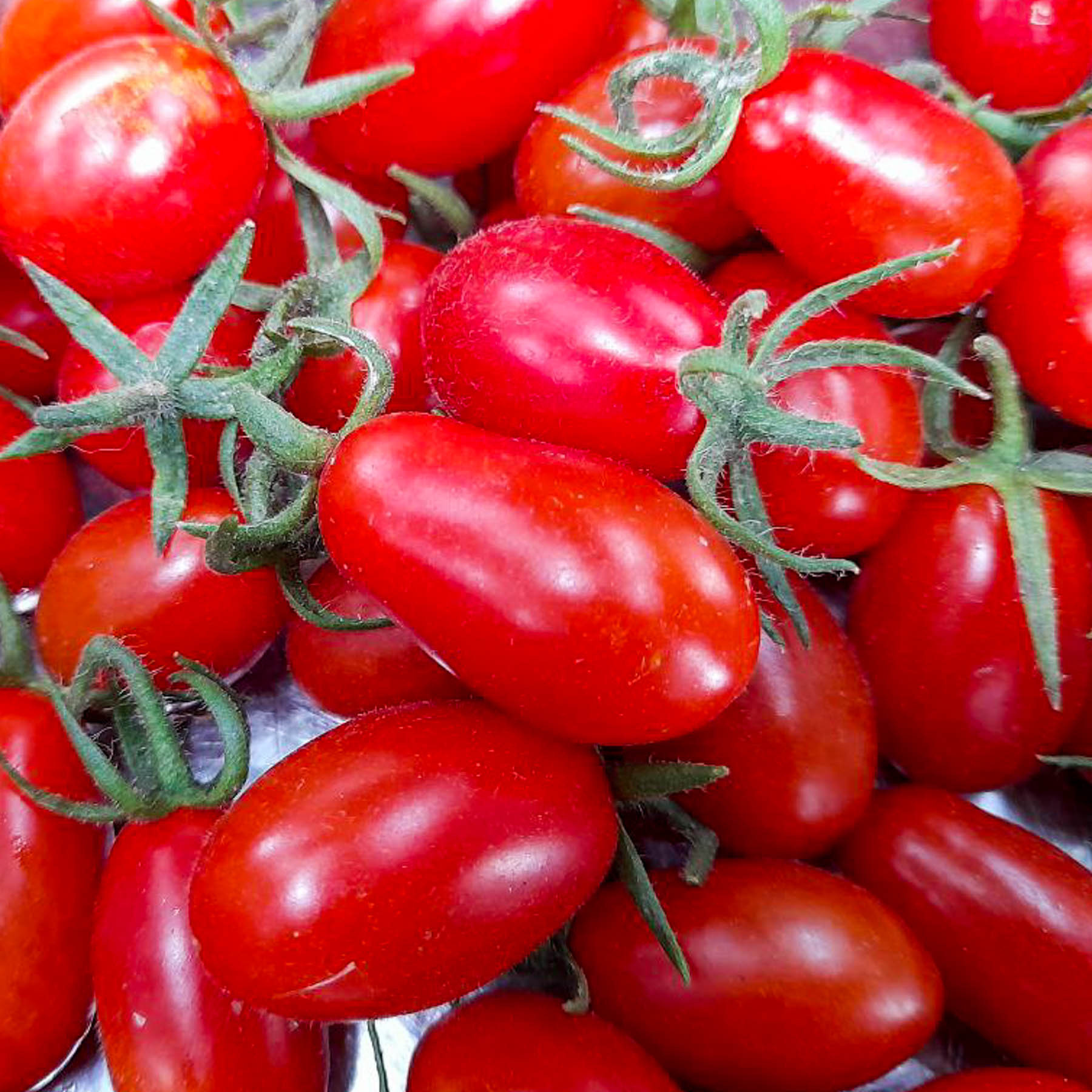 Plum Tomatoes - ORGANIC