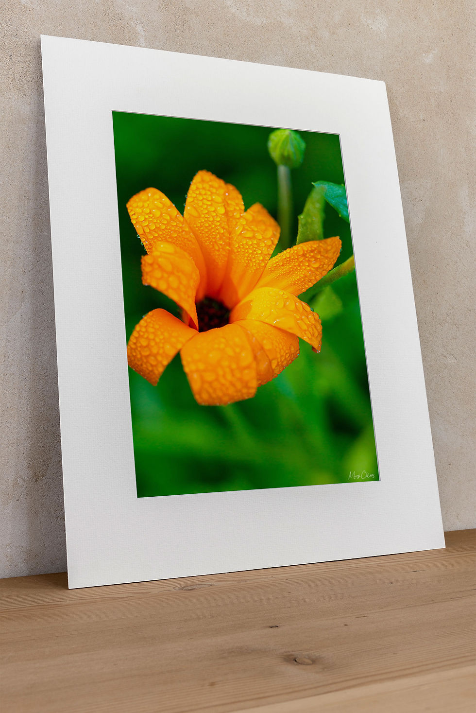 Thumbnail: Dew-Kissed Daisy