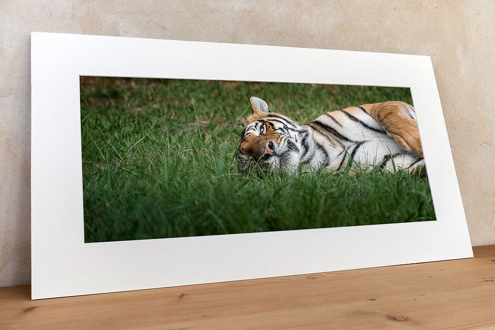 Thumbnail: 'Tiger'