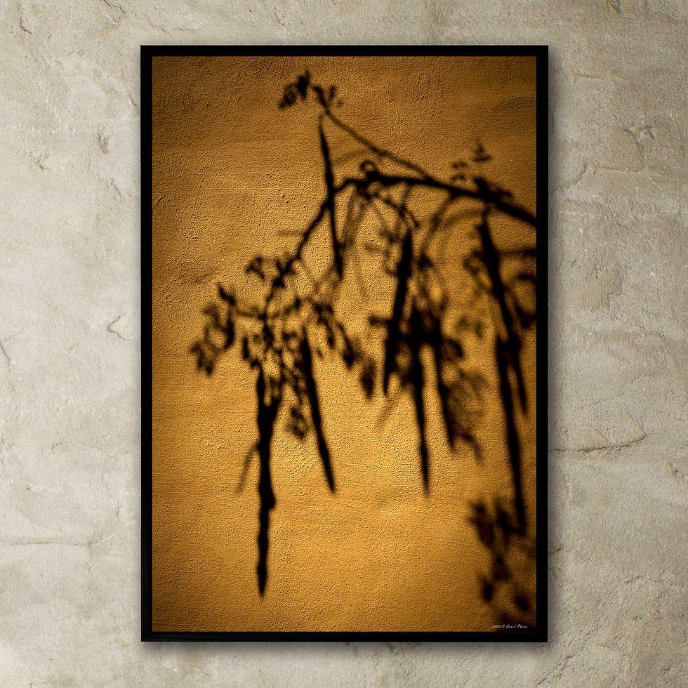 Thumbnail: 'moringa 1'