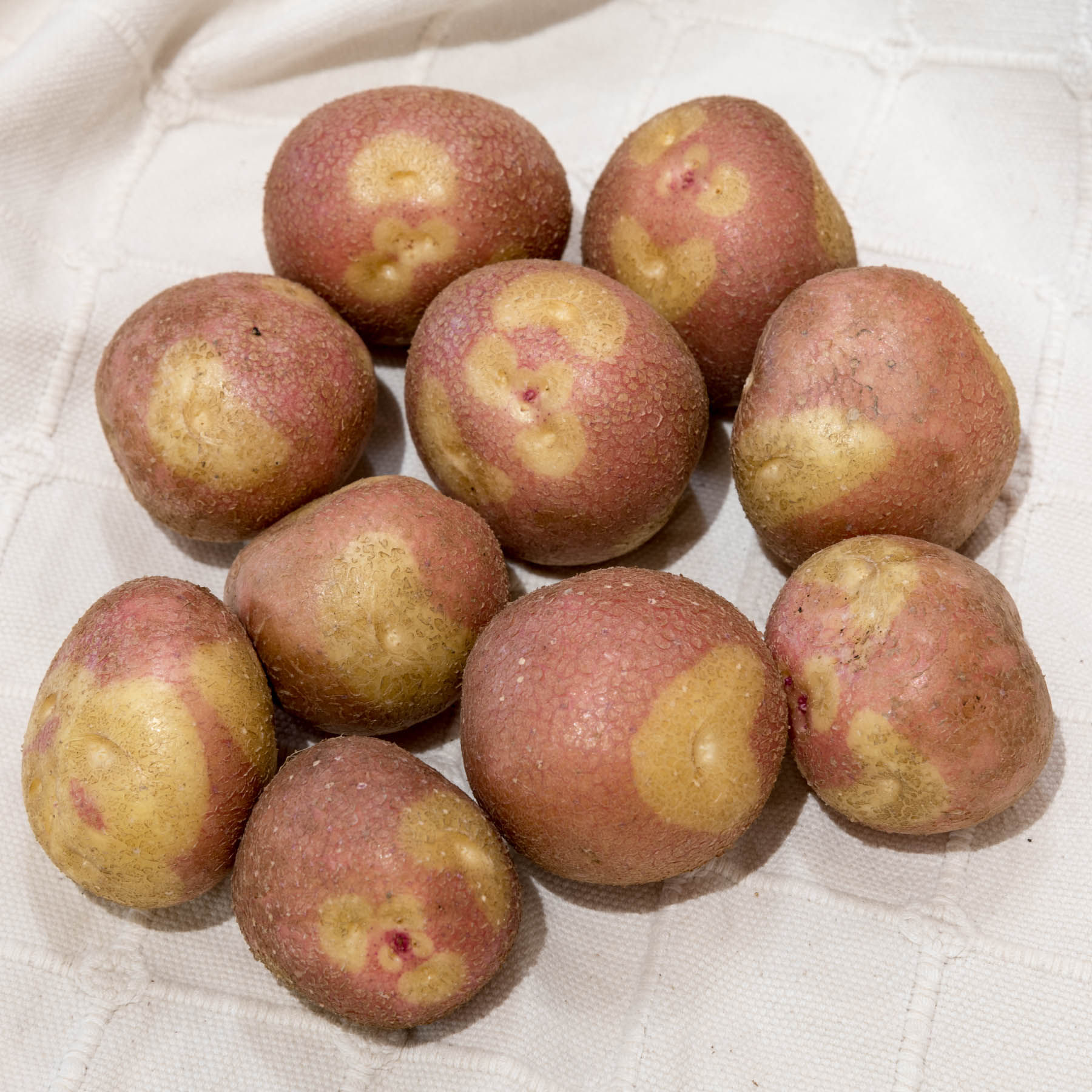 Bikini Potatoes - ORGANIC