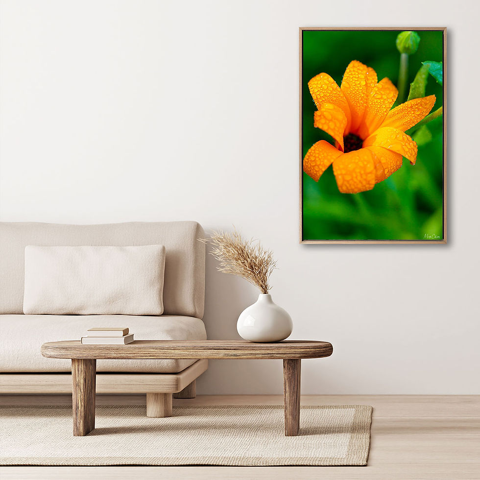 Thumbnail: Dew-Kissed Daisy