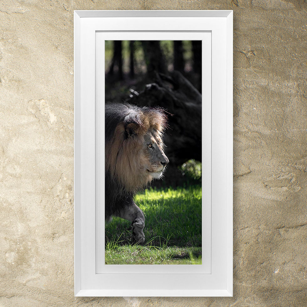 Thumbnail: 'Lion'