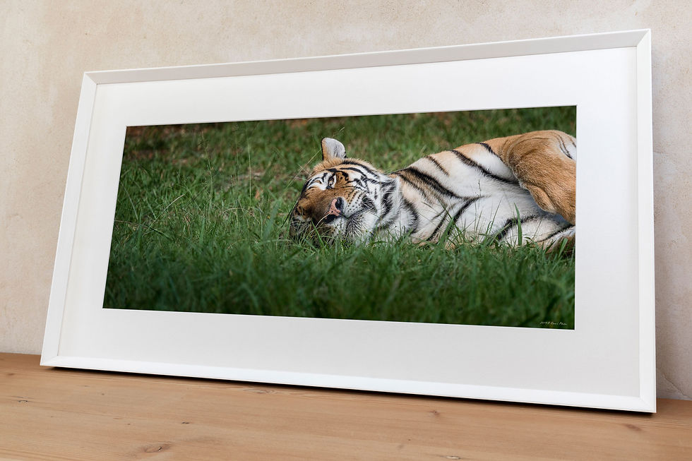 Thumbnail: 'Tiger'