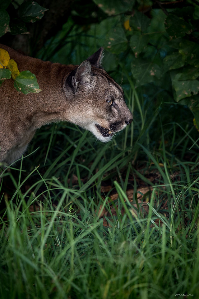 Cougar