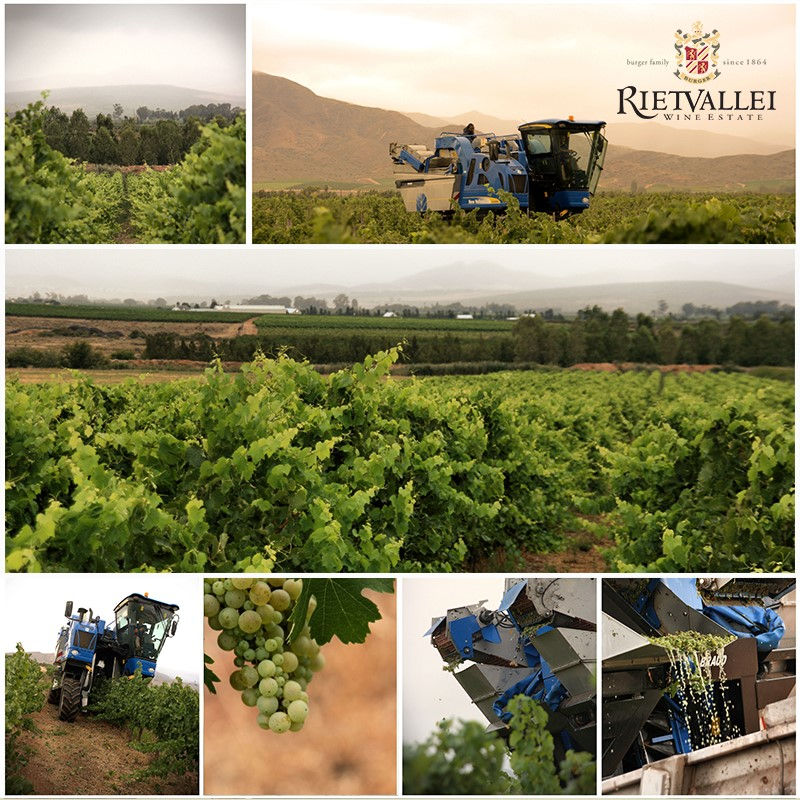 Thumbnail: RIETVALLEI WINE ESTATE
