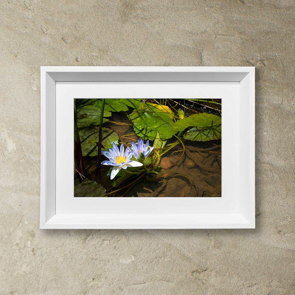 Thumbnail: 'bloom'