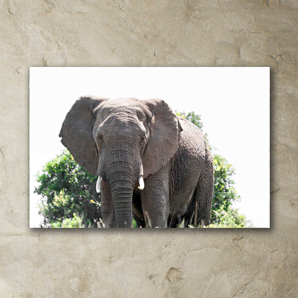 Thumbnail: 'elephant'