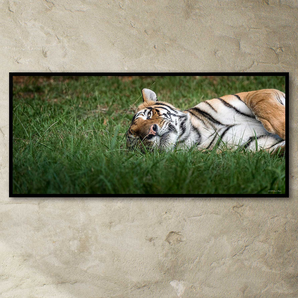 Thumbnail: 'Tiger'