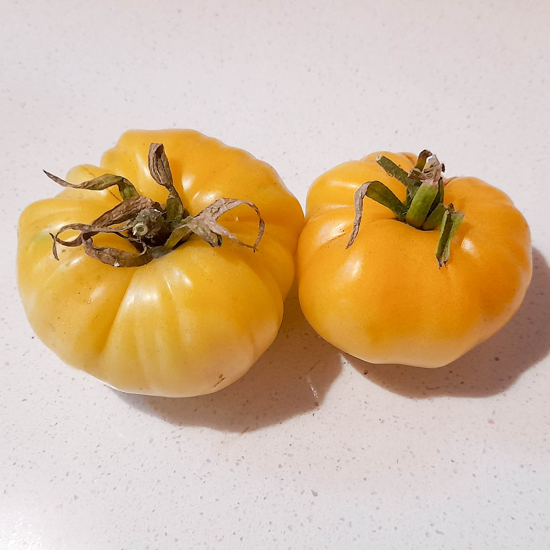 Azoychka Tomato - ORGANIC