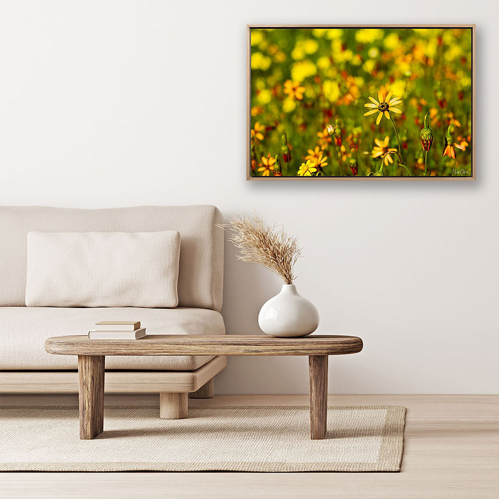 Thumbnail: A Daisy in a Sea of Spring
