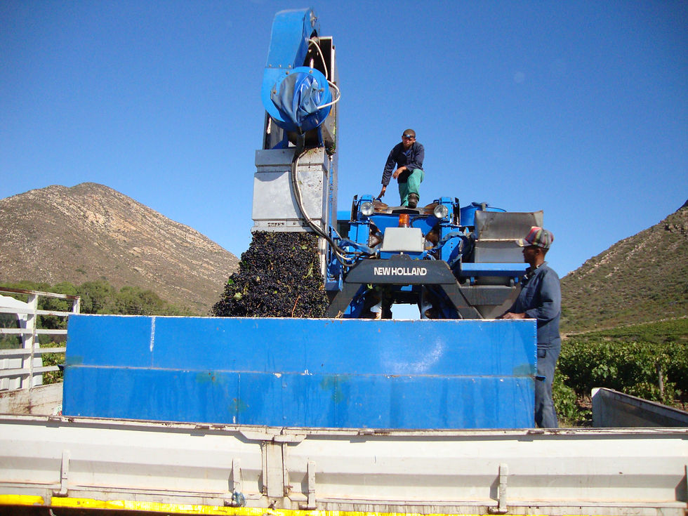 Thumbnail: ROODEZANDT