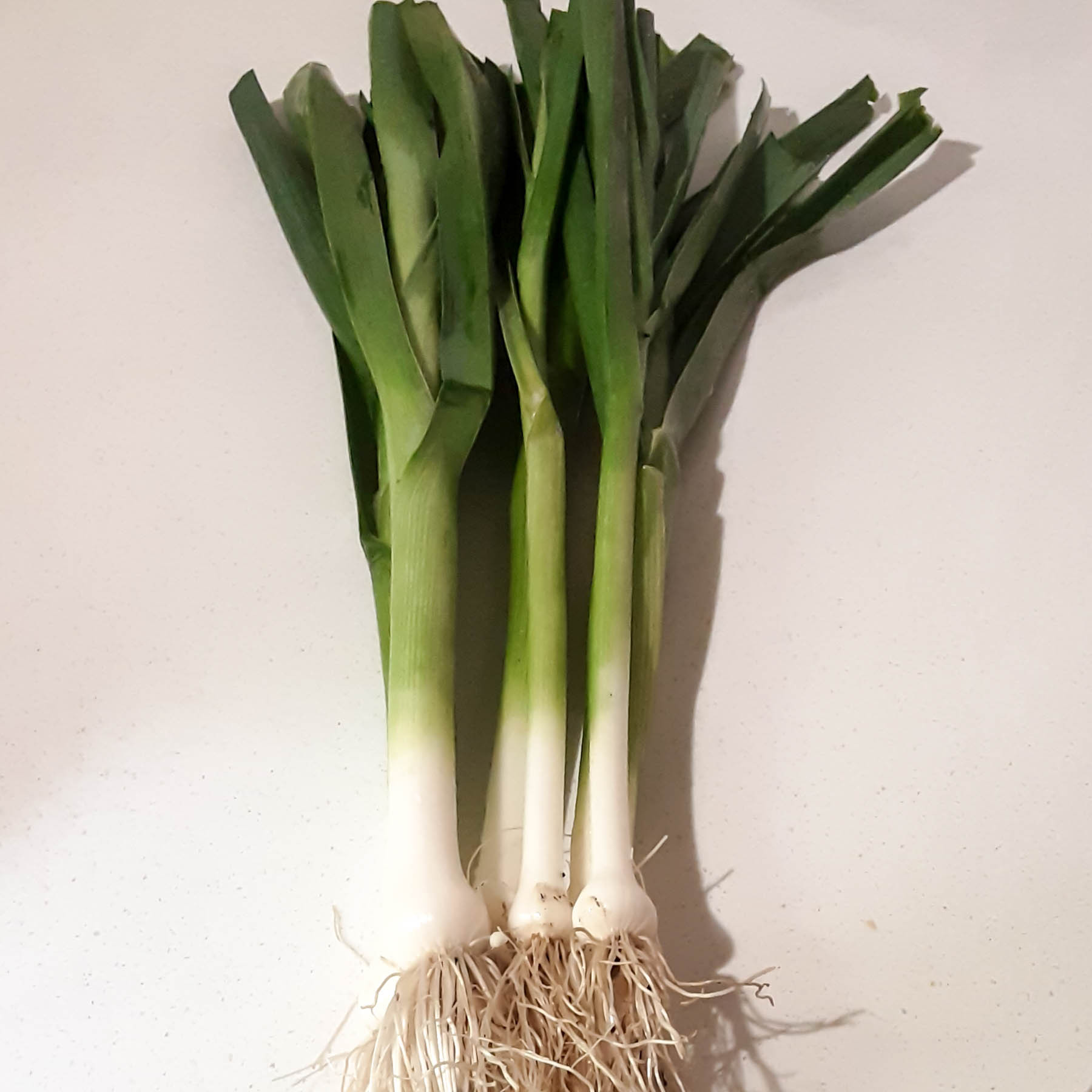 Baby leeks - ORGANIC