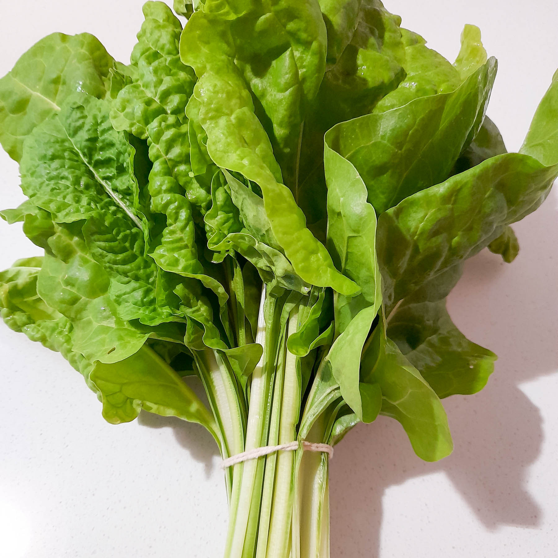 Swiss Chard - ORGANIC