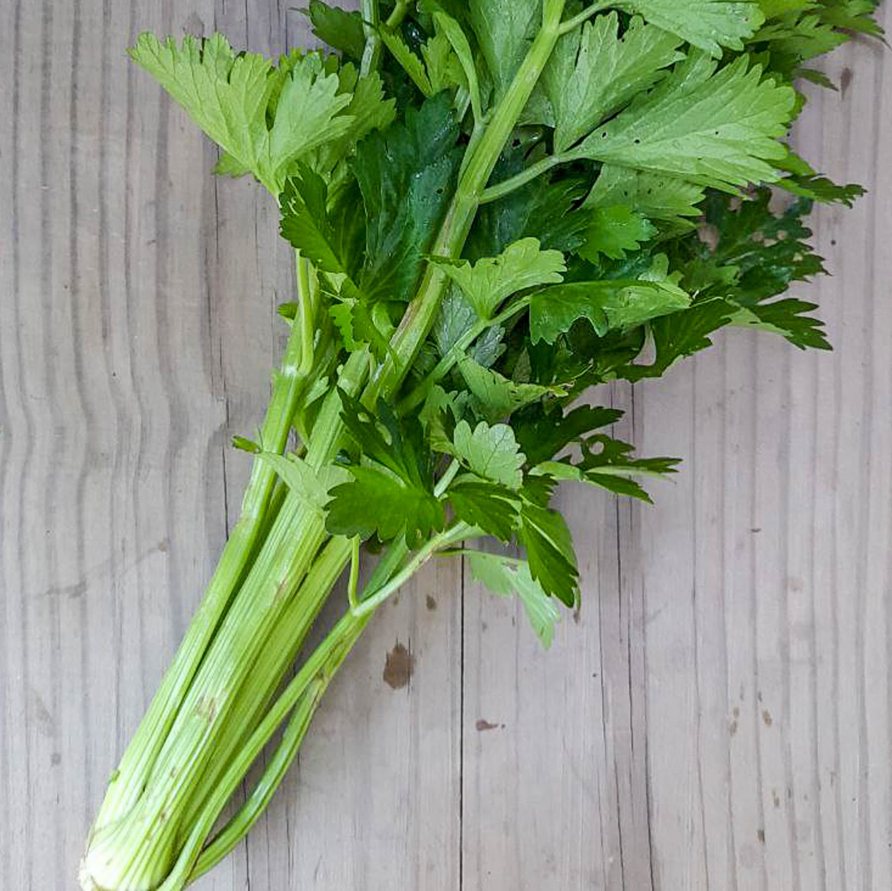 Loose Fresh Celery - ORGANIC