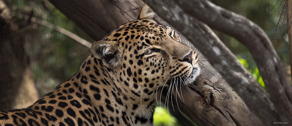 Leopard