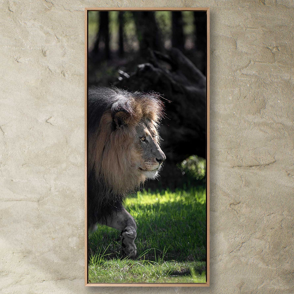 Thumbnail: 'Lion'