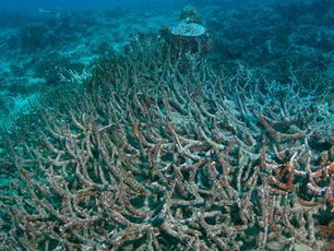 The 5 W's of Ocean Acidification