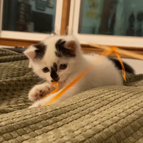 finishedcat.gif