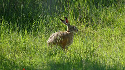 rabbit
