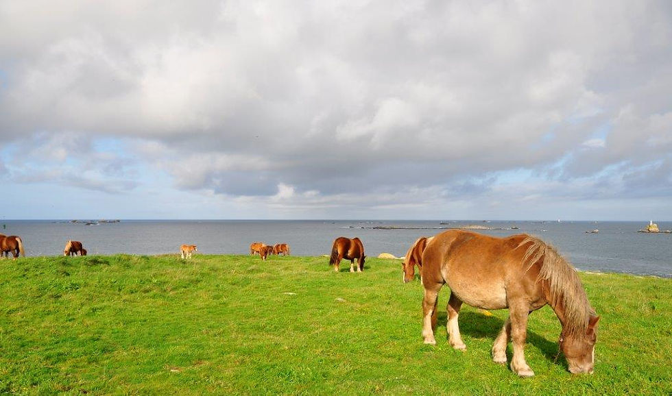 Les chevaux ont la belle vie