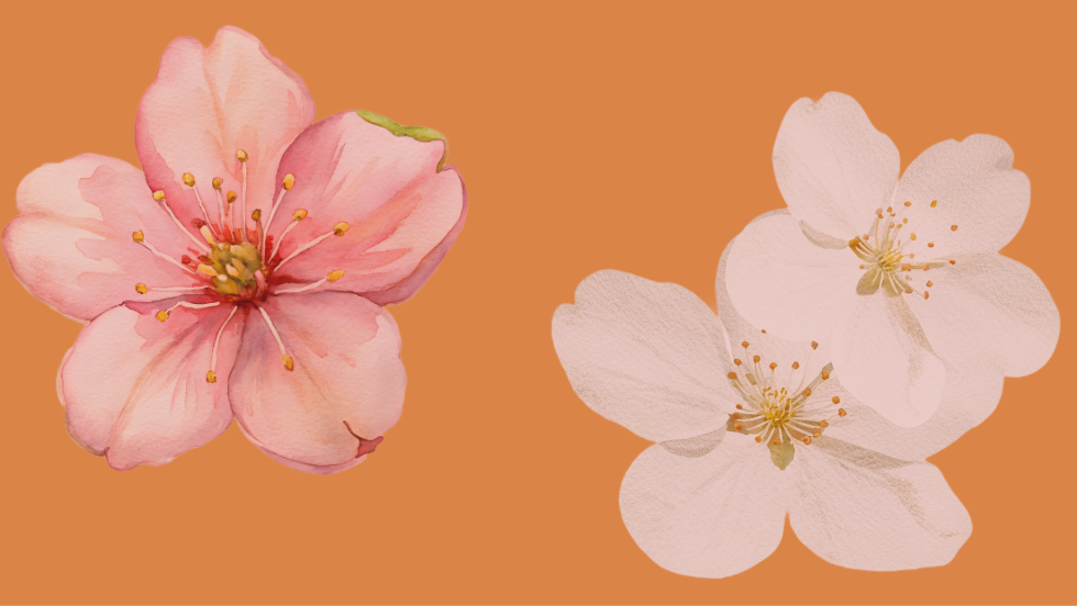 fiori frutti e contorni  (2).png