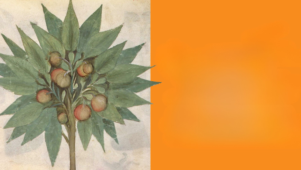 Ortocolto in corte .png