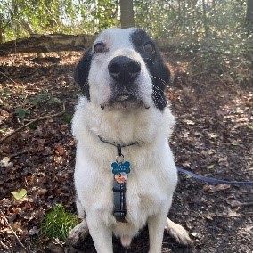 Nuts About Mutts; Surrey Dog Walker & Trainer, Blog Post By Pawesome Pet Tags. April 2020
