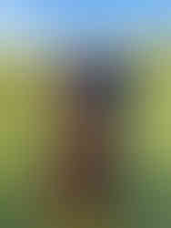 Nuts About Mutts; Surrey Dog Walker & Trainer, Blog Post By Pawesome Pet Tags. April 2020