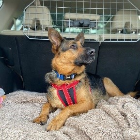 Nuts About Mutts; Surrey Dog Walker & Trainer, Blog Post By Pawesome Pet Tags. April 2020