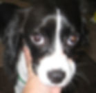 Audrey the Cav. King Ch. Span.