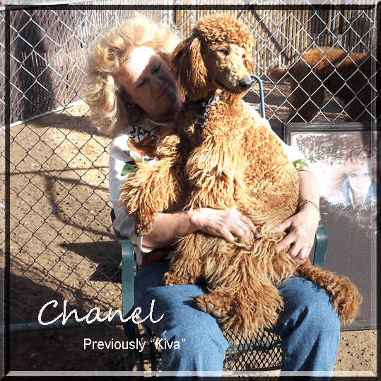 Chanel - Sheryl Pyle copy.gif