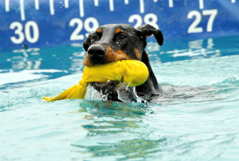 SPLASH