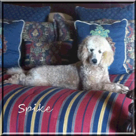 Spike -Tera Ramey 22012 copy.gif