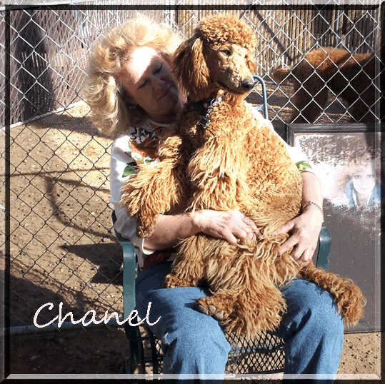 Chanel - Sheryl Pyle copy.gif