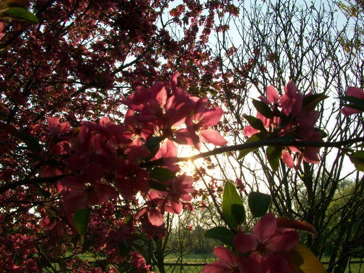 blooms